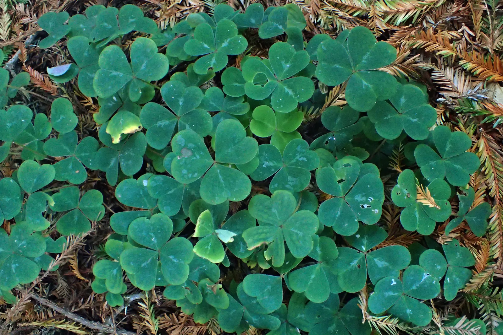 Redwood Sorrel (Oxalis Oregana) — Foliage responds to light, folding downward in strong sun; sorrel spreads 5-12 inches high and can colonize extensively