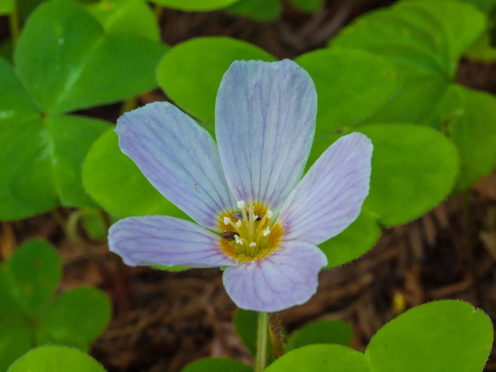 Redwood Sorrel (Oxalis Oregana) — contributing to a serene and woodsy aesthetic