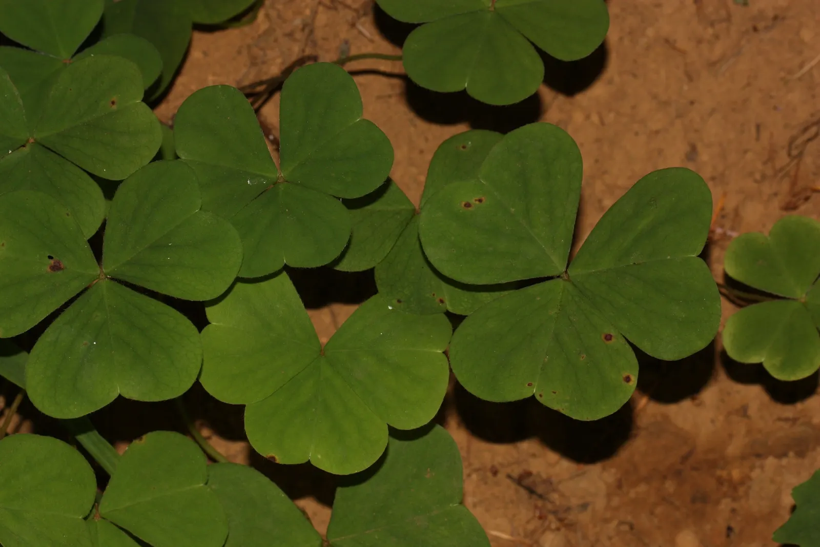 Redwood Sorrel (Oxalis Oregana) — shaded areas under Redwoods