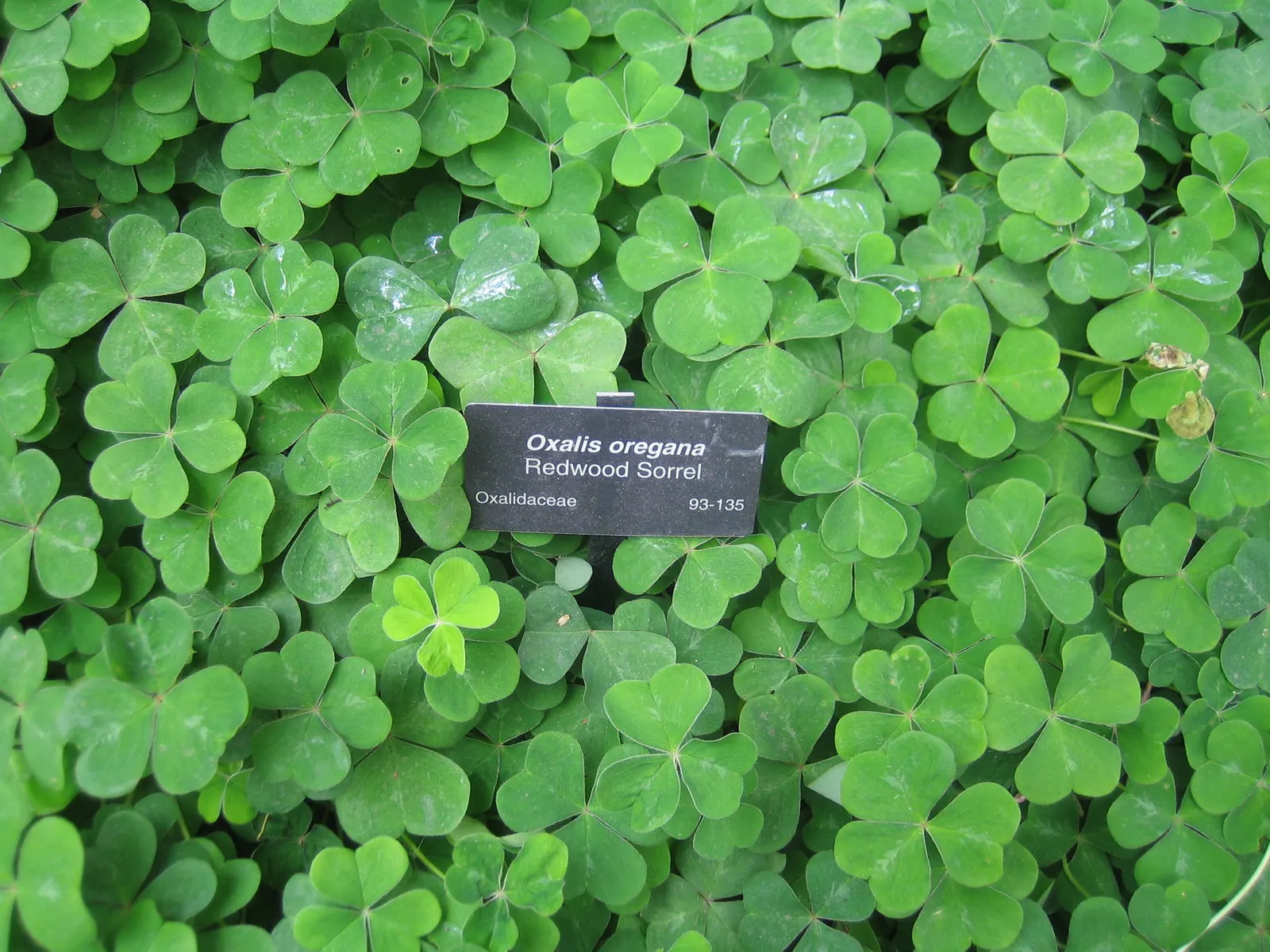 Redwood Sorrel (Oxalis Oregana) — ground cover / perennial with pink and white blooms