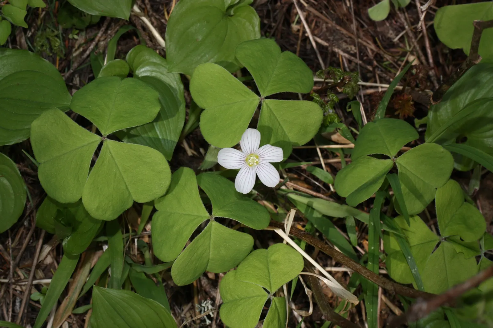 Redwood Sorrel (Oxalis Oregana) — especially in dryer conditions