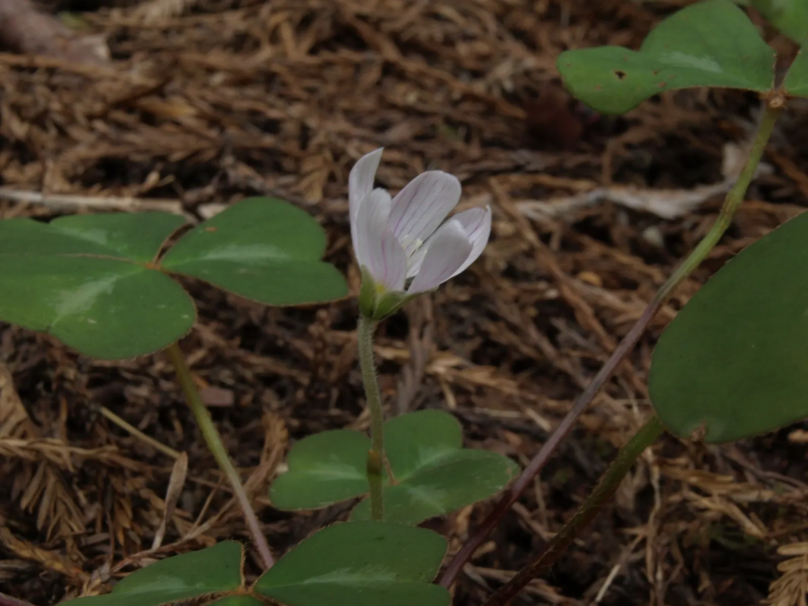 Redwood Sorrel (Oxalis Oregana) — tranquil feel of a Pacific forest in your very own garden