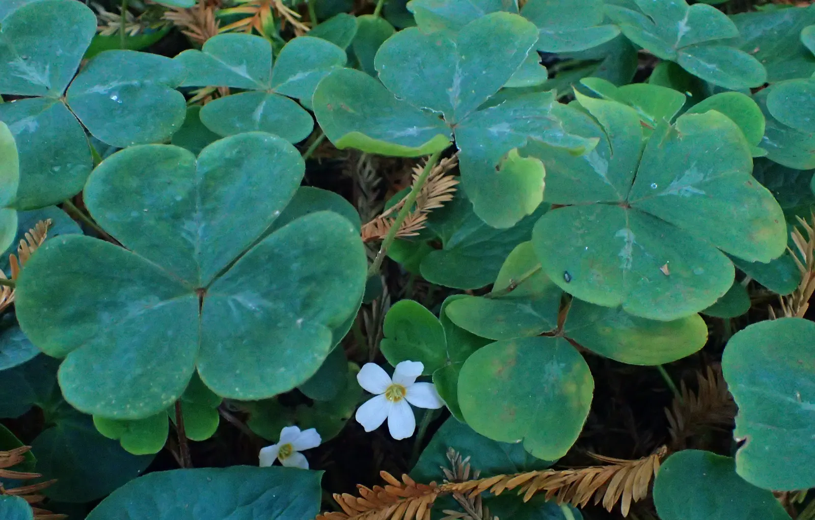 Redwood Sorrel (Oxalis Oregana) — this plant is well adapted to cool; providing both visual appeal and a calming atmosphere