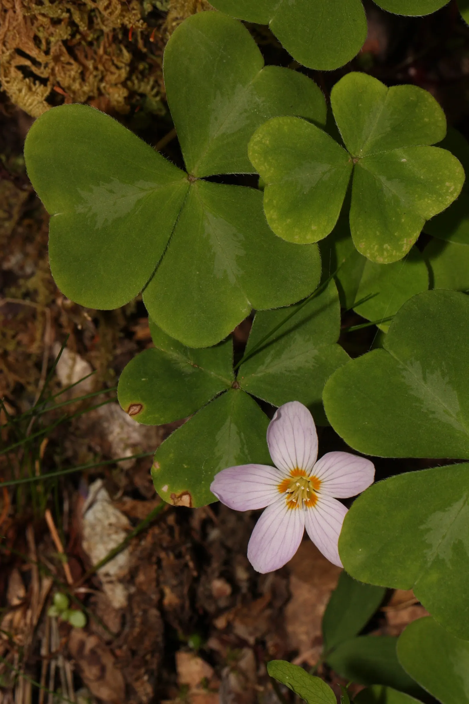 Redwood Sorrel (Oxalis Oregana) — Hardy and low-maintenance, it adds lush, woodland charm to shaded gardens; this plant is ideal for creating continuity and