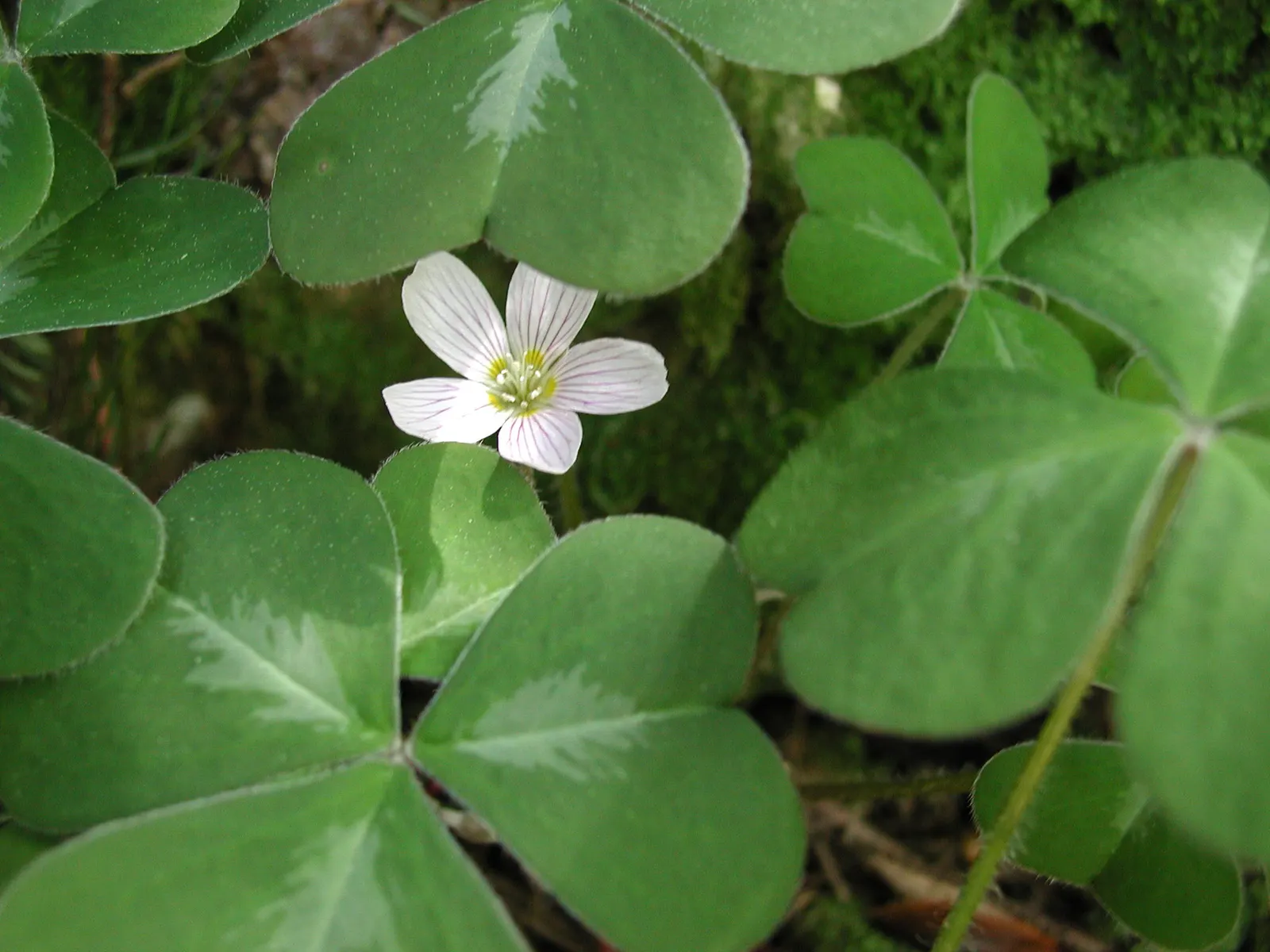 Redwood Sorrel (Oxalis Oregana) — providing both visual appeal and a calming atmosphere