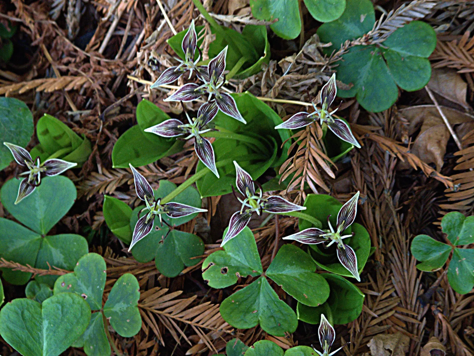 Redwood Sorrel (Oxalis Oregana) — but be cautious not to overwater