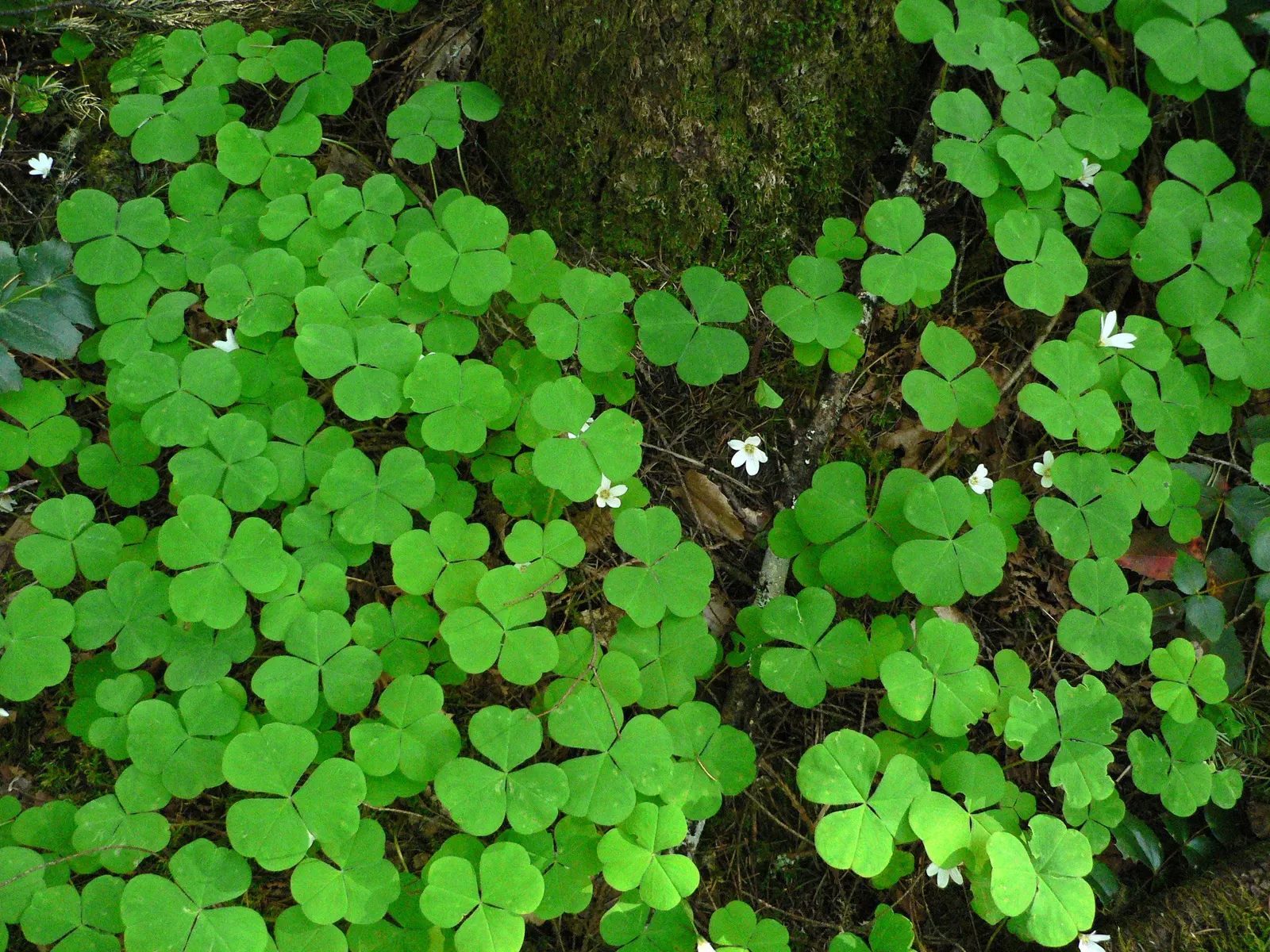 Redwood Sorrel (Oxalis Oregana) — Redwood Sorrel (Oxalis oregana) is an evergreen groundcover, native to the Pacific Northwest