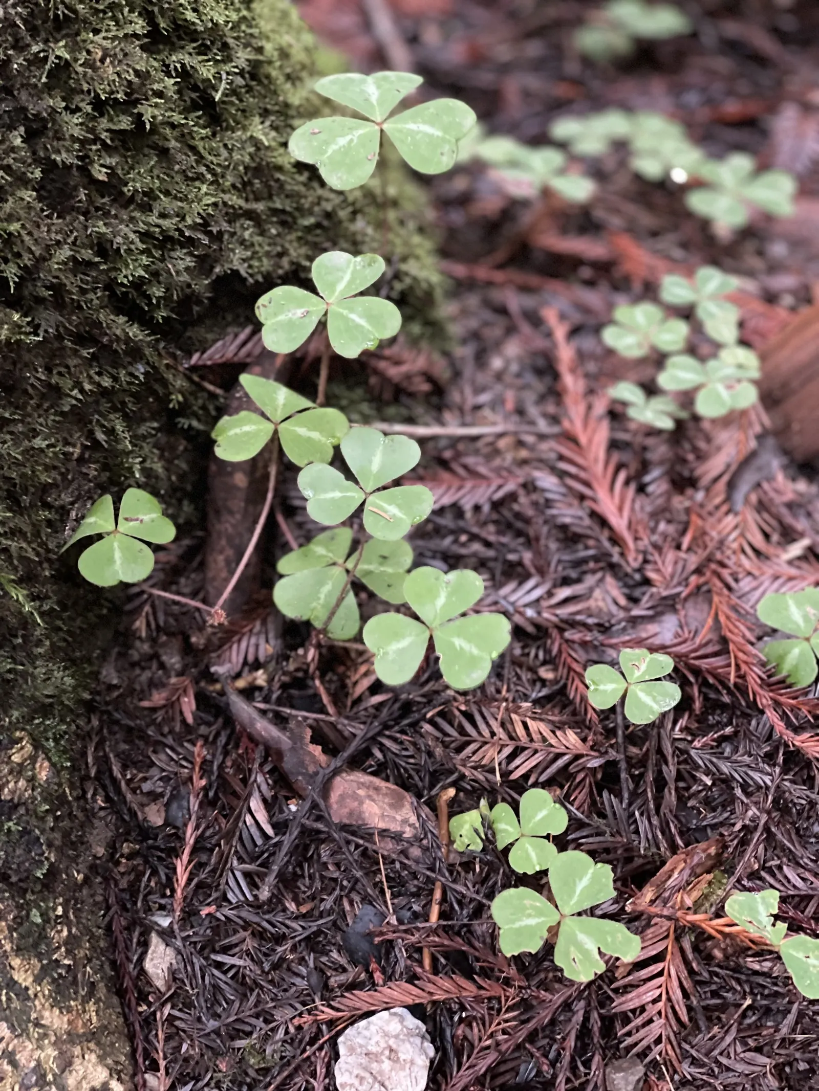 Redwood Sorrel (Oxalis Oregana) — adding delicate pops of color against the verdant foliage.<br><br>Thriving in hardiness zones 7 through 9