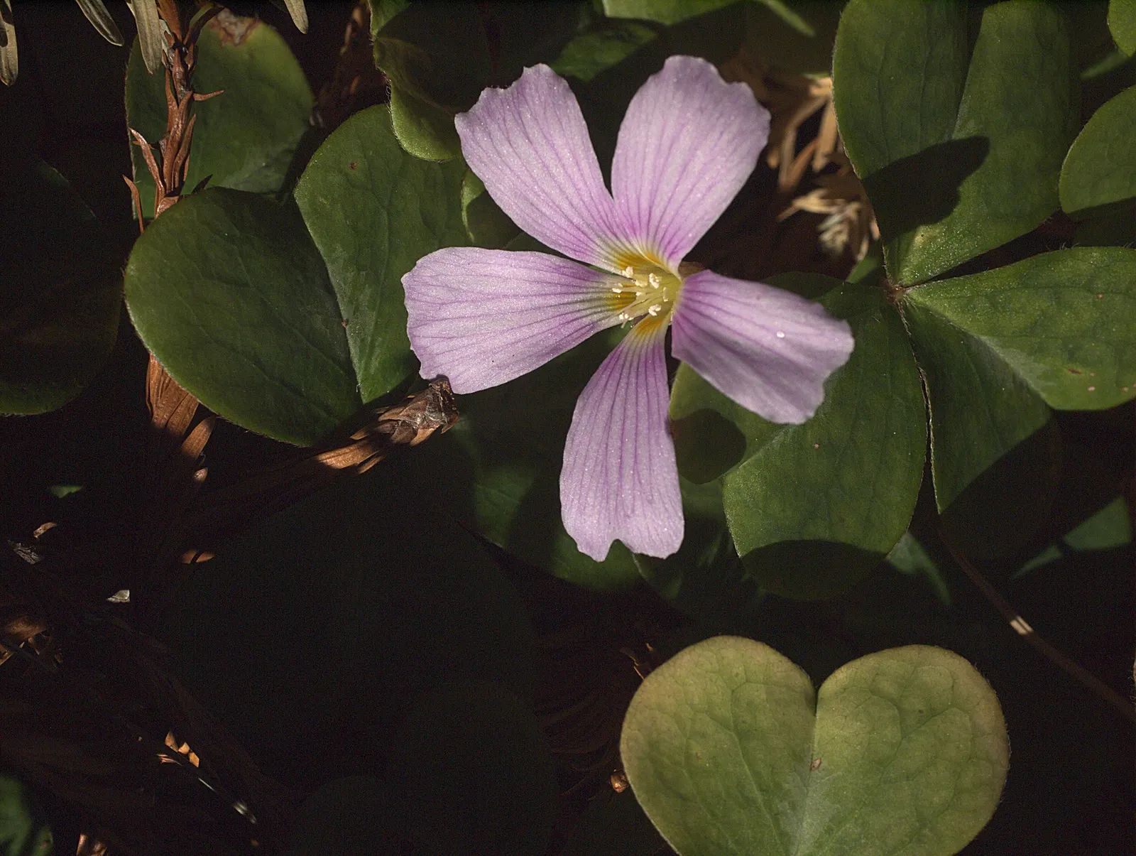 Redwood Sorrel (Oxalis Oregana) — ground cover / perennial for deep shade or shade