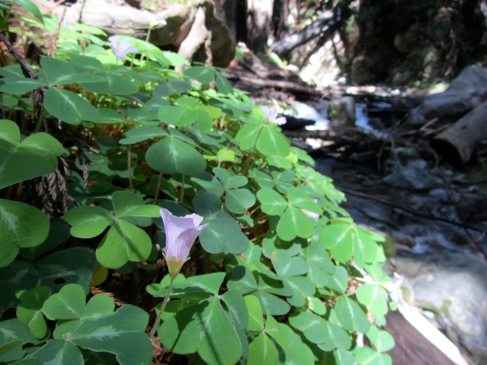 Redwood Sorrel (Oxalis Oregana) — Its charm is further amplified by the soft pink to white blossoms which emerge from spring to early summer; adding delicate