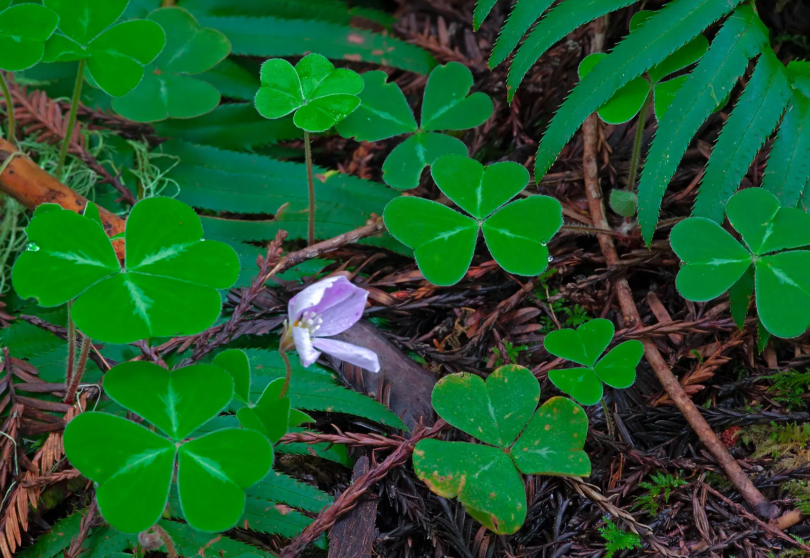 Redwood Sorrel (Oxalis Oregana) — moist conditions found in its native Pacific Northwest environment