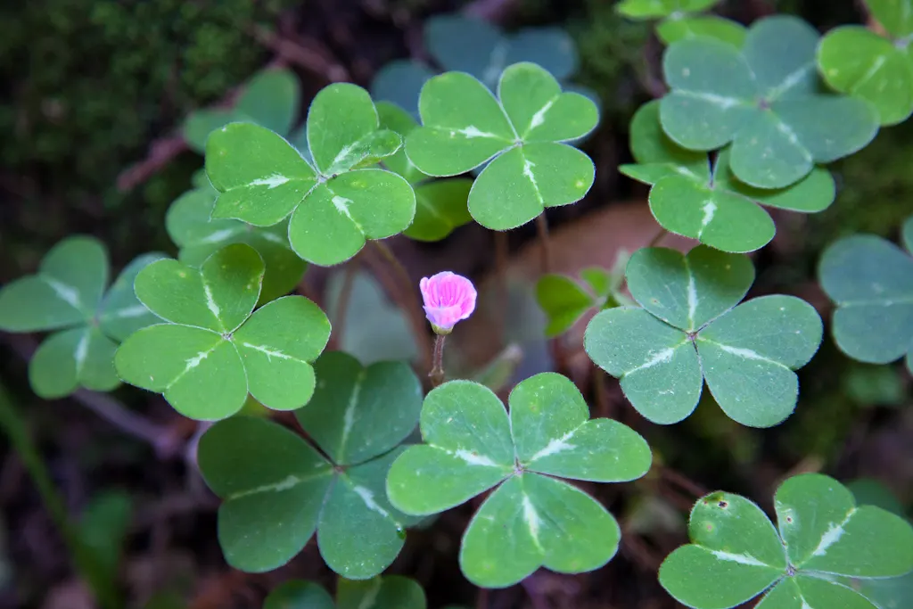 Redwood Sorrel (Oxalis Oregana) — Sorrel spreads 5-12 inches high and can colonize extensively