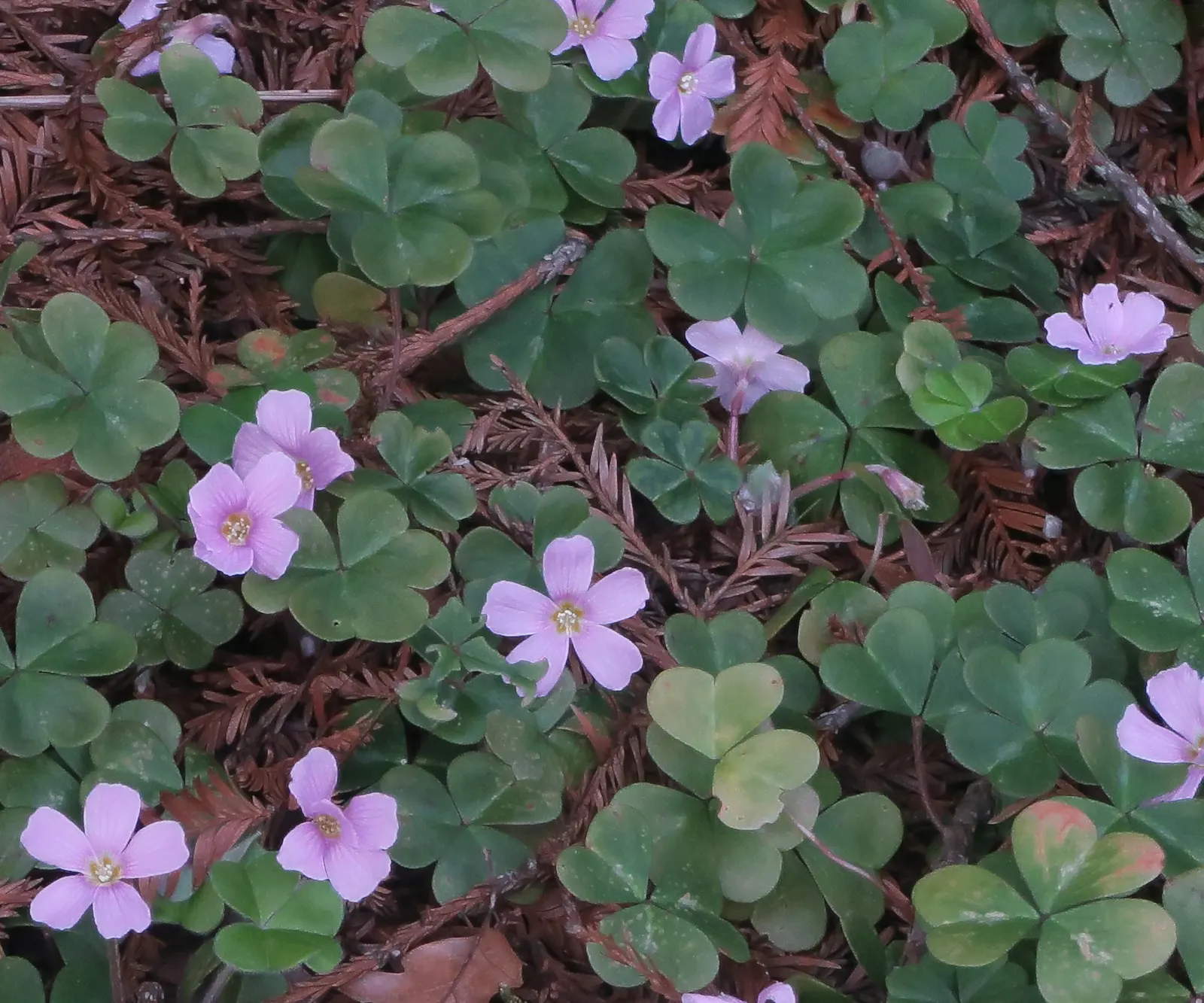 Redwood Sorrel (Oxalis Oregana) — so it may require periodic maintenance to keep it in check