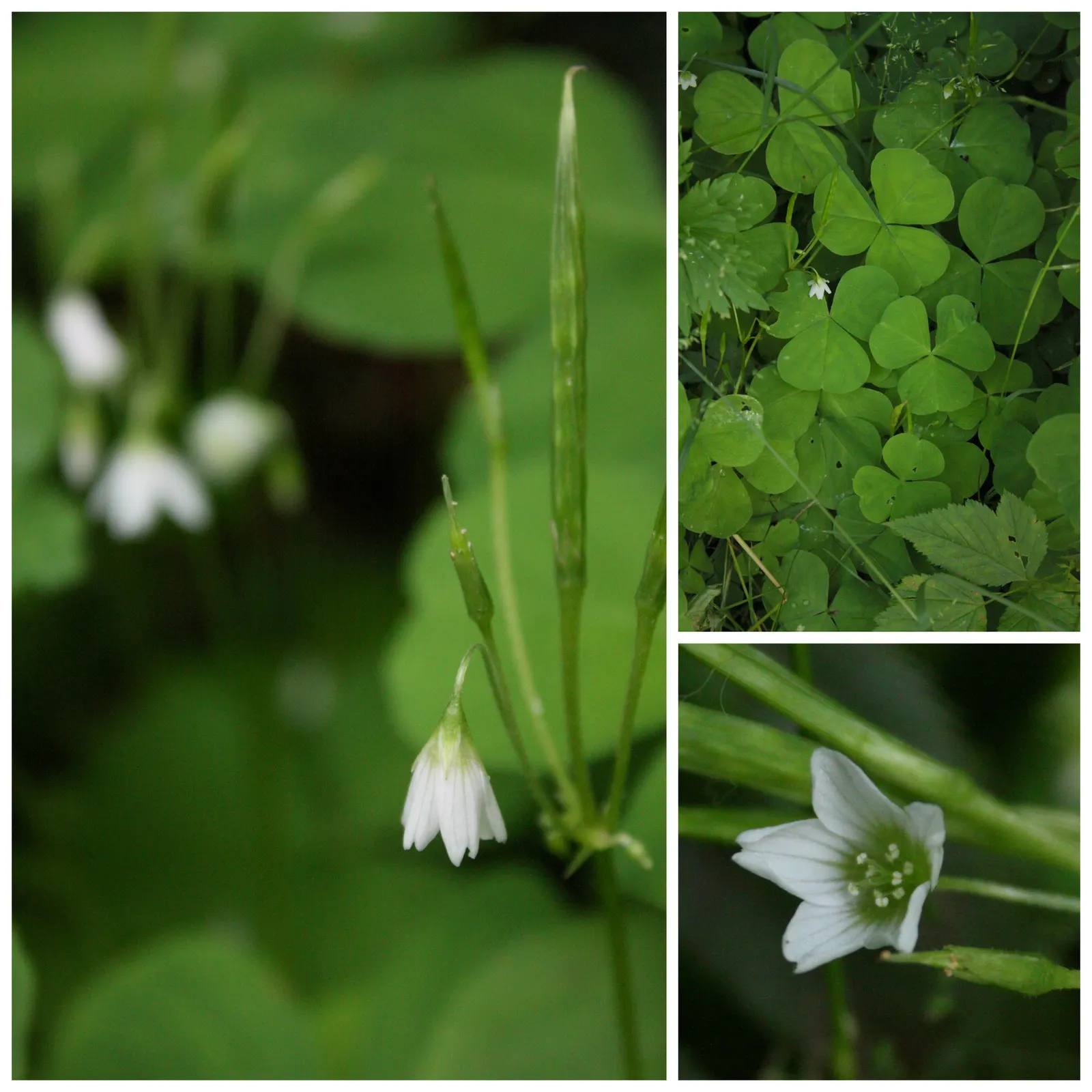 Redwood Sorrel (Oxalis Oregana) — heart-shaped trifoliate leaves that span 2 to 4 inches across