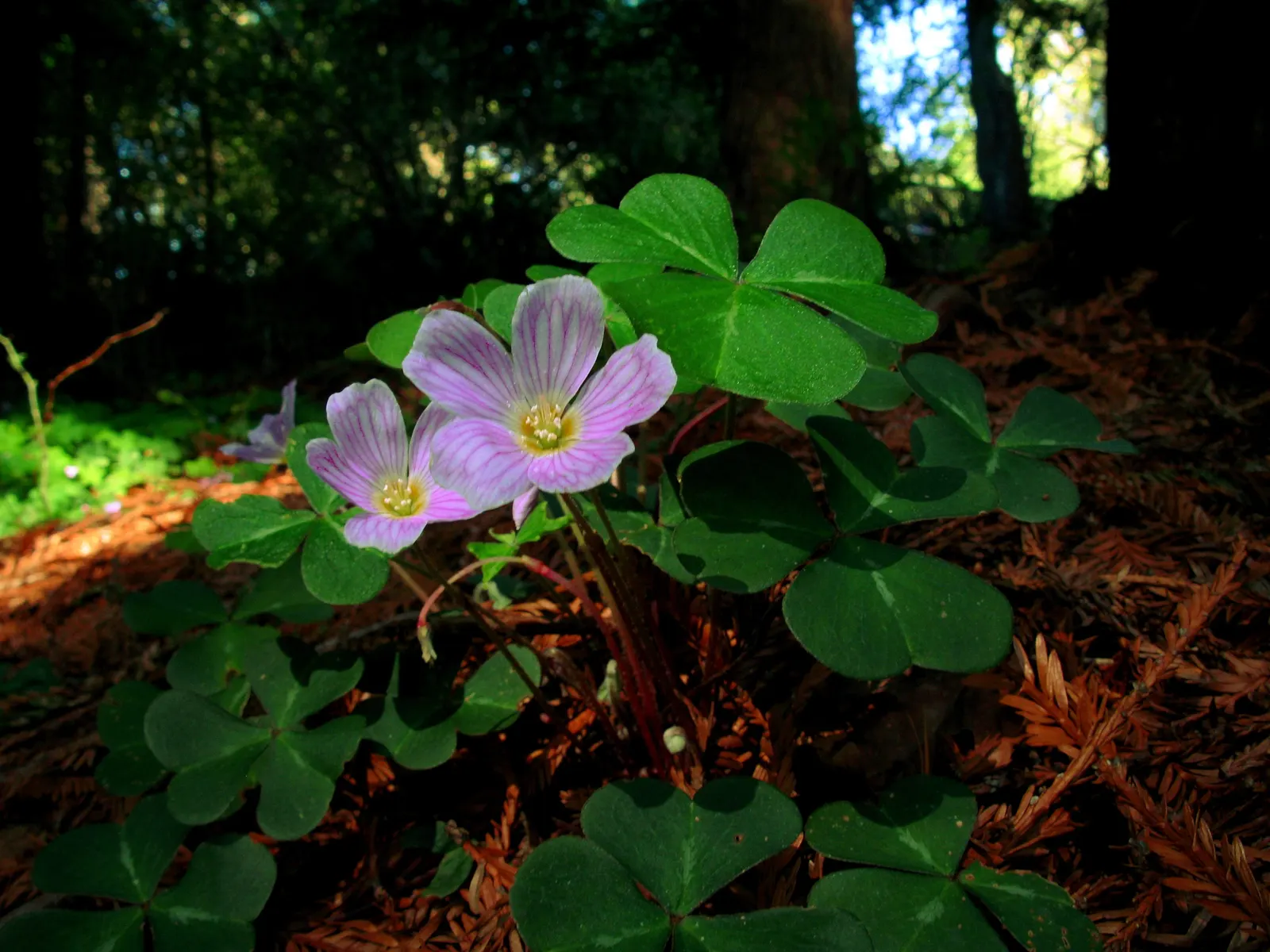 Redwood Sorrel (Oxalis Oregana) — pink and white flowers in the garden