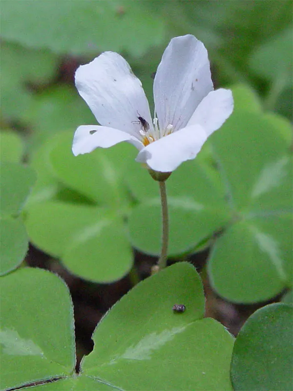 Redwood Sorrel (Oxalis Oregana) — the Redwood Sorrel creates a lush carpet of green that can enliven the shaded regions of your landscape