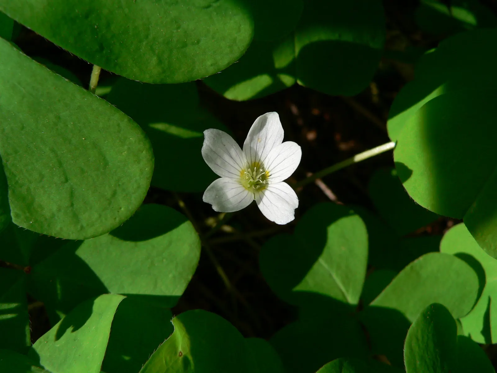 Redwood Sorrel (Oxalis Oregana) — Foliage responds to light, folding downward in strong sun