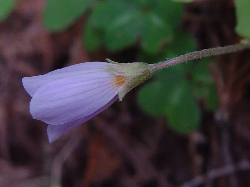 Redwood Sorrel (Oxalis Oregana) — and will benefit from regular watering