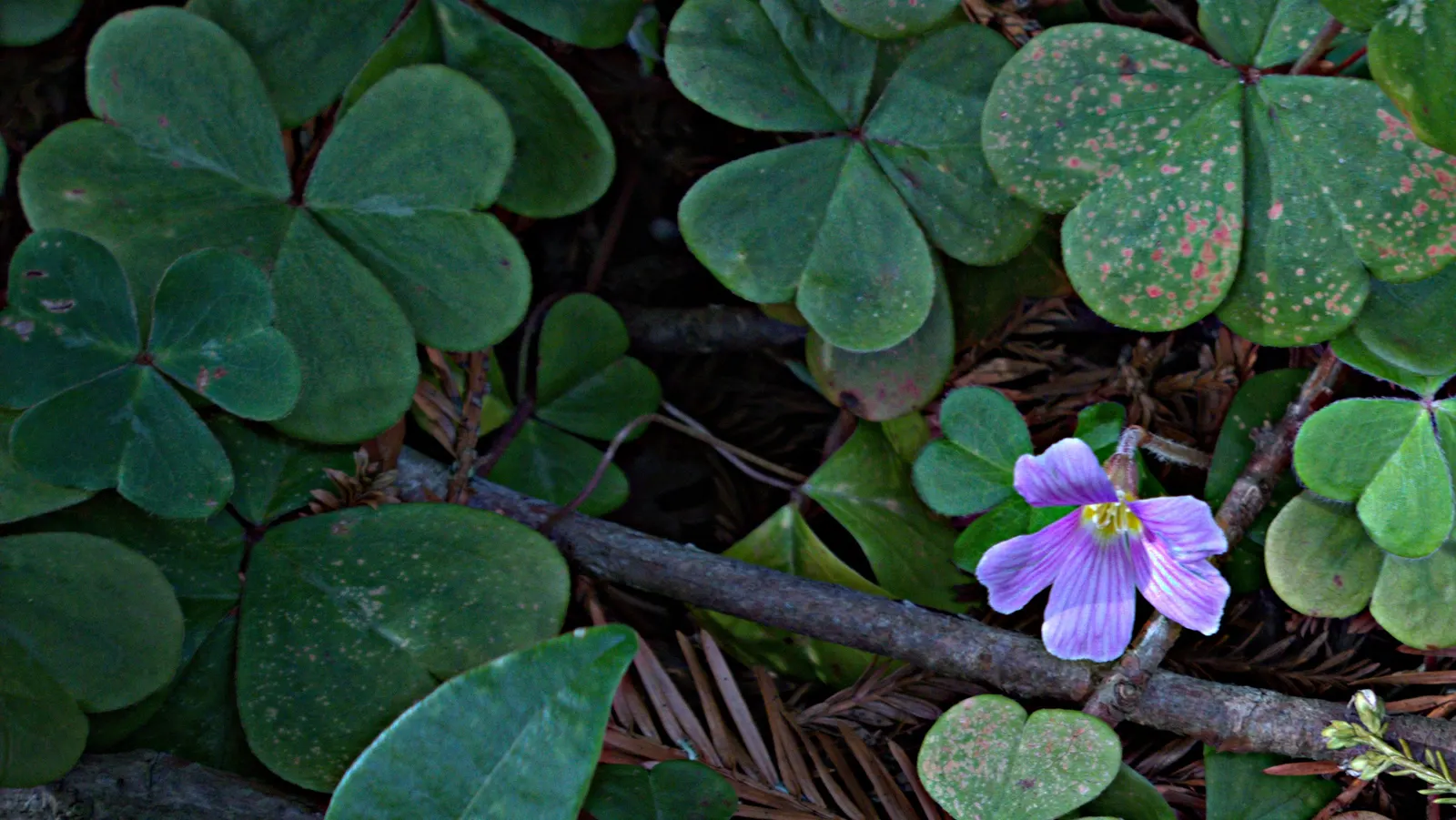 Redwood Sorrel (Oxalis Oregana) — it bears heart-shaped leaves and delicate white-to-pink flowers; this plant is ideal for creating continuity and cohesiveness