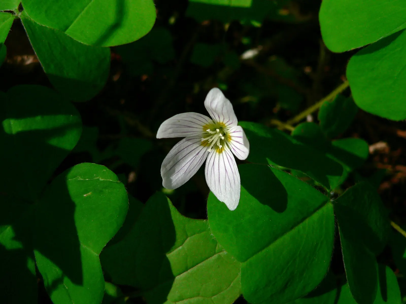 Redwood Sorrel (Oxalis Oregana) — this plant is well adapted to cool