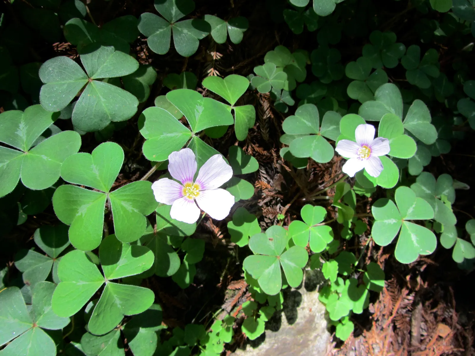 Redwood Sorrel (Oxalis Oregana) — moist conditions found in its native Pacific Northwest environment; sorrel spreads 5-12 inches high and can colonize