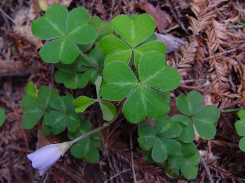 Redwood Sorrel (Oxalis Oregana) — Prefers acidic soil with organic matter; adding delicate pops of color against the verdant foliage.<br><br>Thriving in