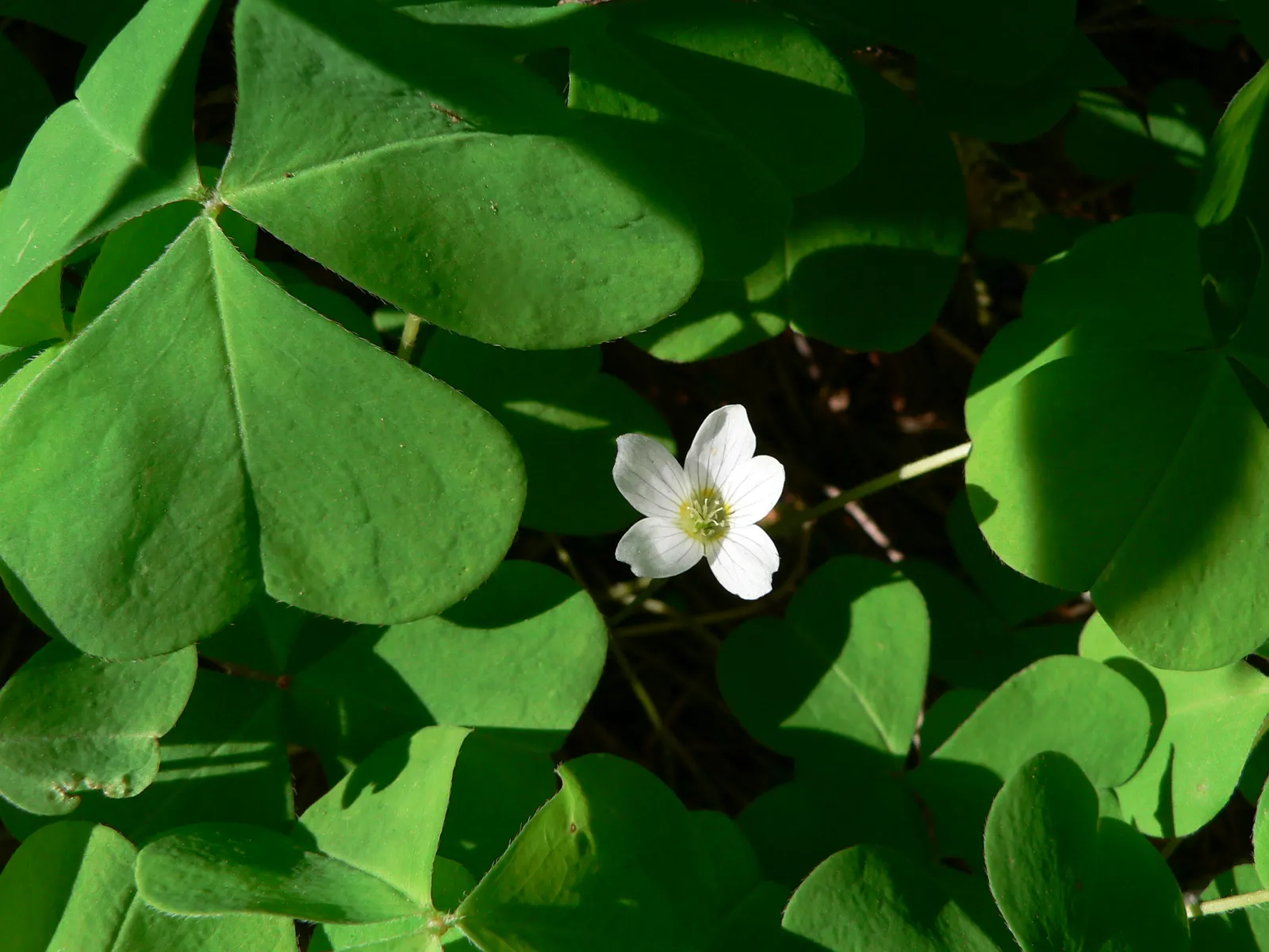 Redwood Sorrel (Oxalis Oregana) — This plant is ideal for creating continuity and cohesiveness in shaded areas