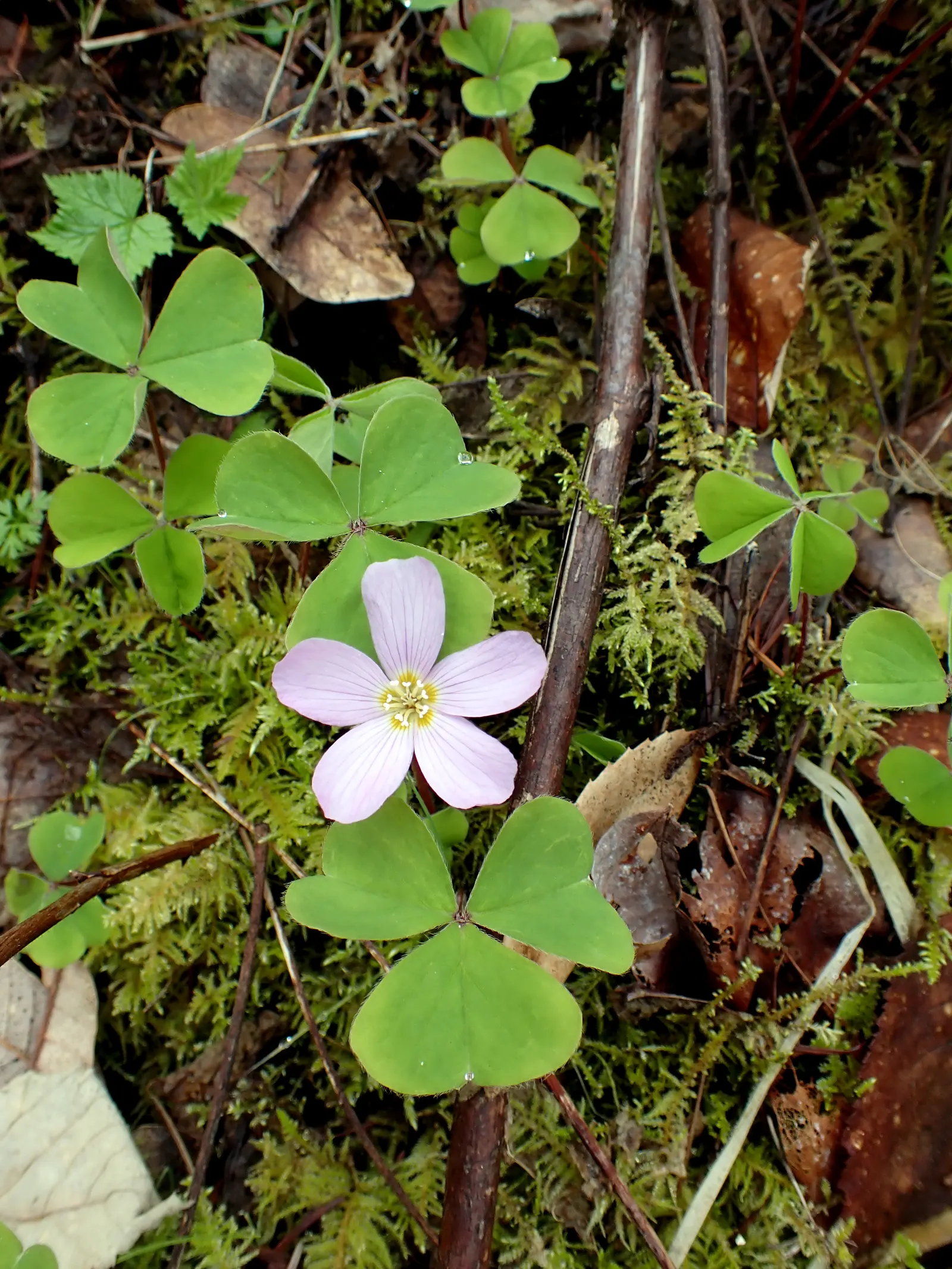 Redwood Sorrel (Oxalis Oregana) — the Redwood Sorrel creates a lush carpet of green that can enliven the shaded regions of your landscape; sorrel spreads 5-12