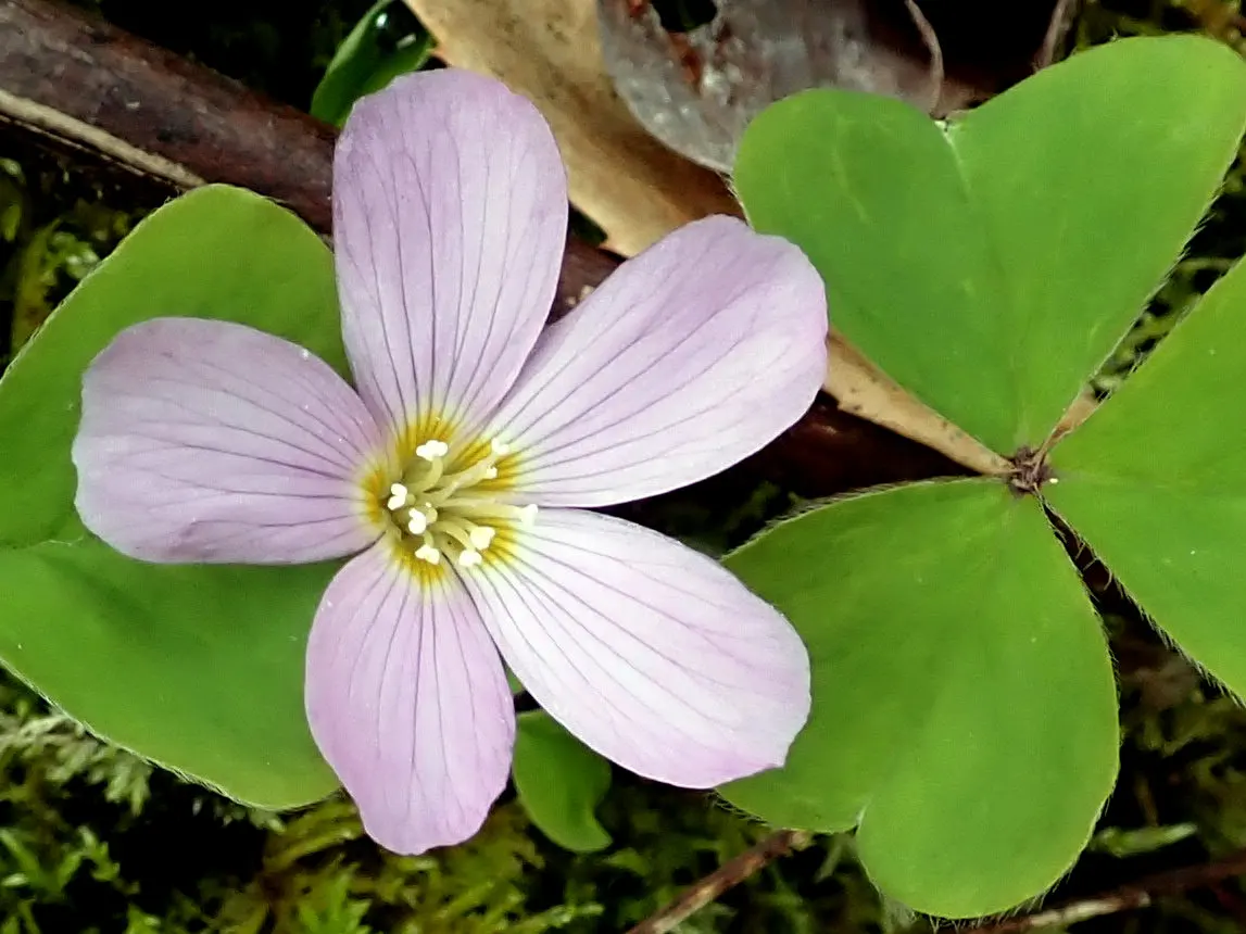 Redwood Sorrel (Oxalis Oregana) — adding delicate pops of color against the verdant foliage.<br><br>Thriving in hardiness zones 7 through 9; this plant is
