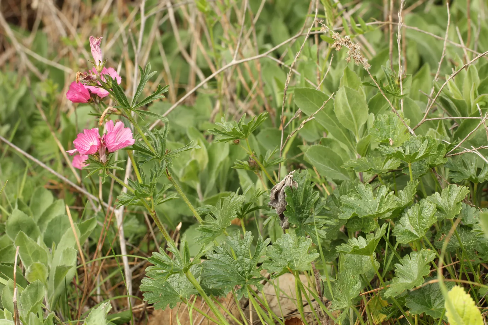 Checkermallow (Sidalcea Campestris) — With its delightful blooms and ease of care; sidalcea campestris requires full sun to part shade and, image 103