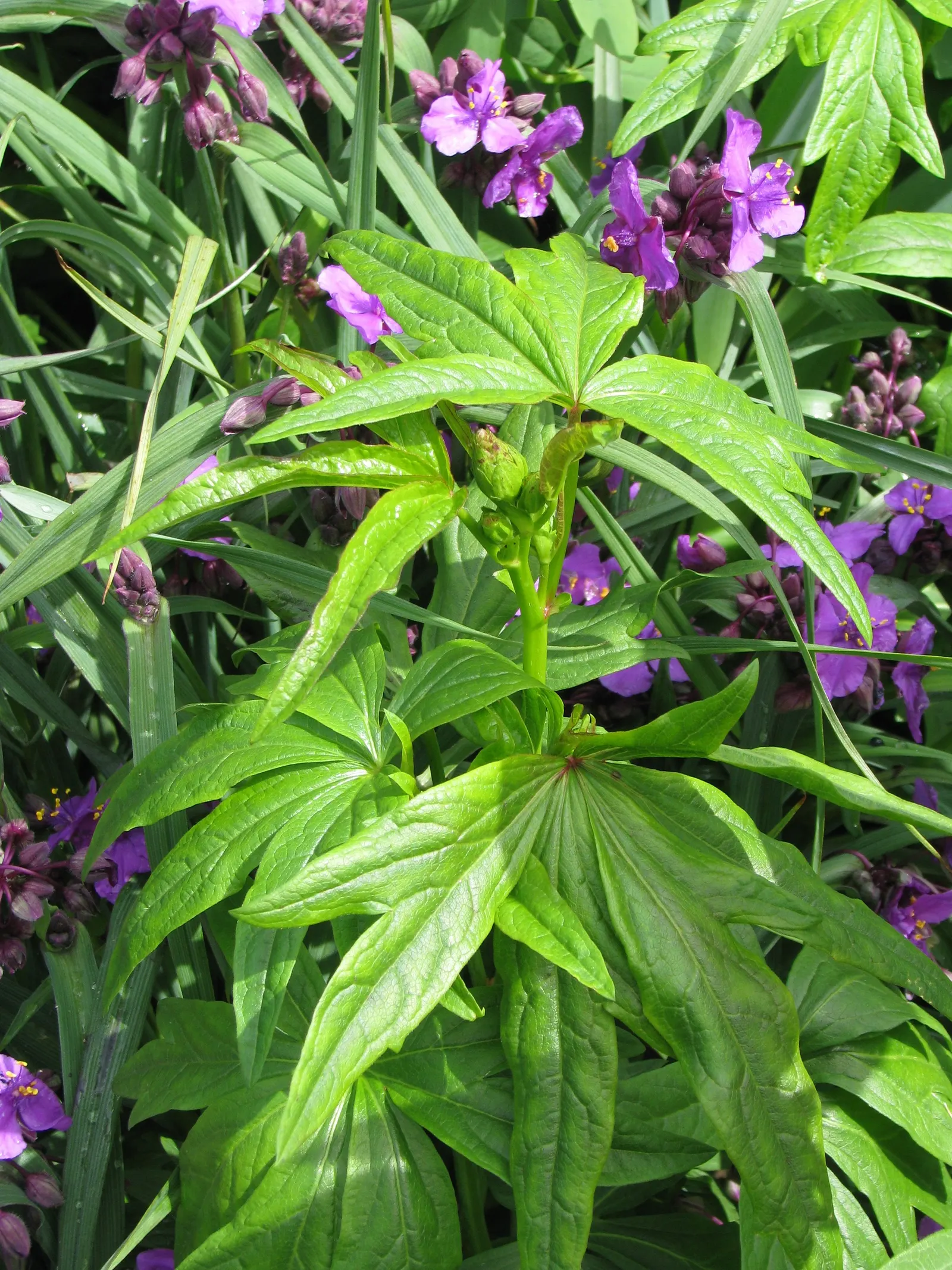 Checkermallow (Sidalcea Campestris) — Sidalcea campestris requires full sun to part shade and well-drained soil