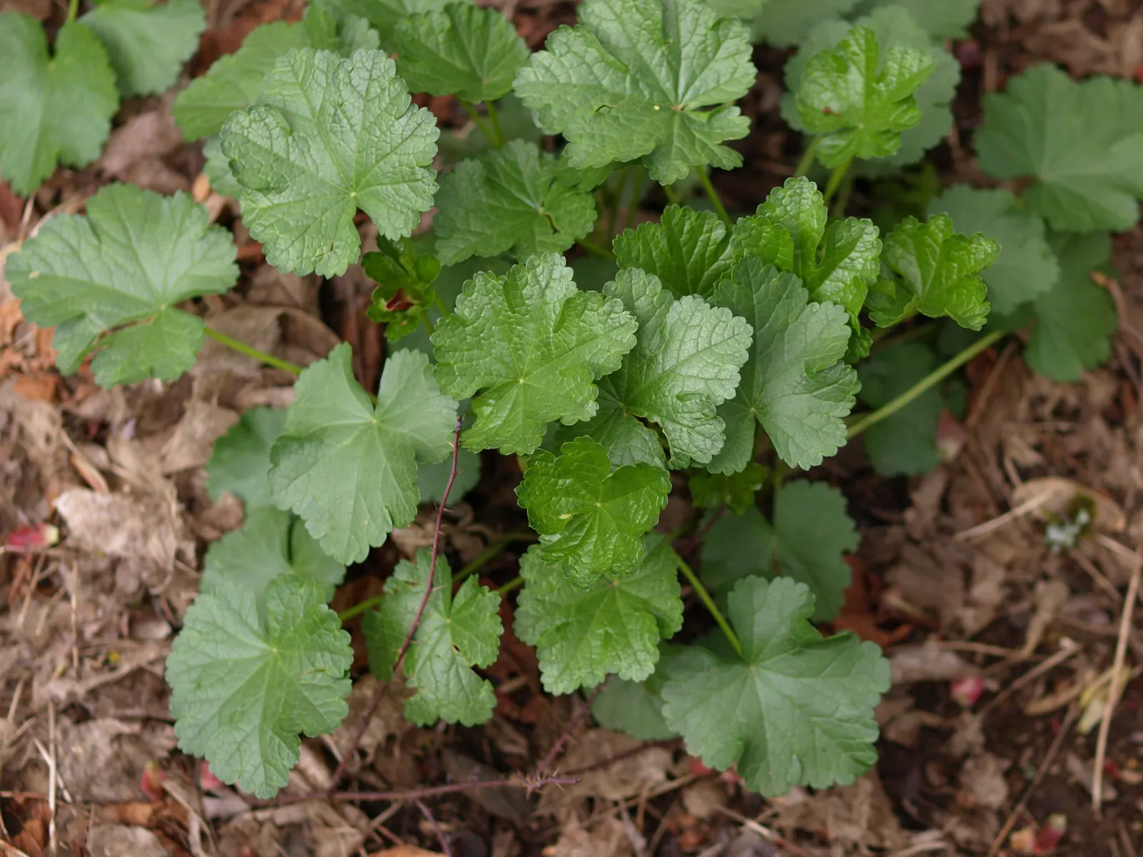 Checkermallow (Sidalcea Campestris) — making them a wise choice for clients interested in low-maintenance and water-wise gardens; including, image 99