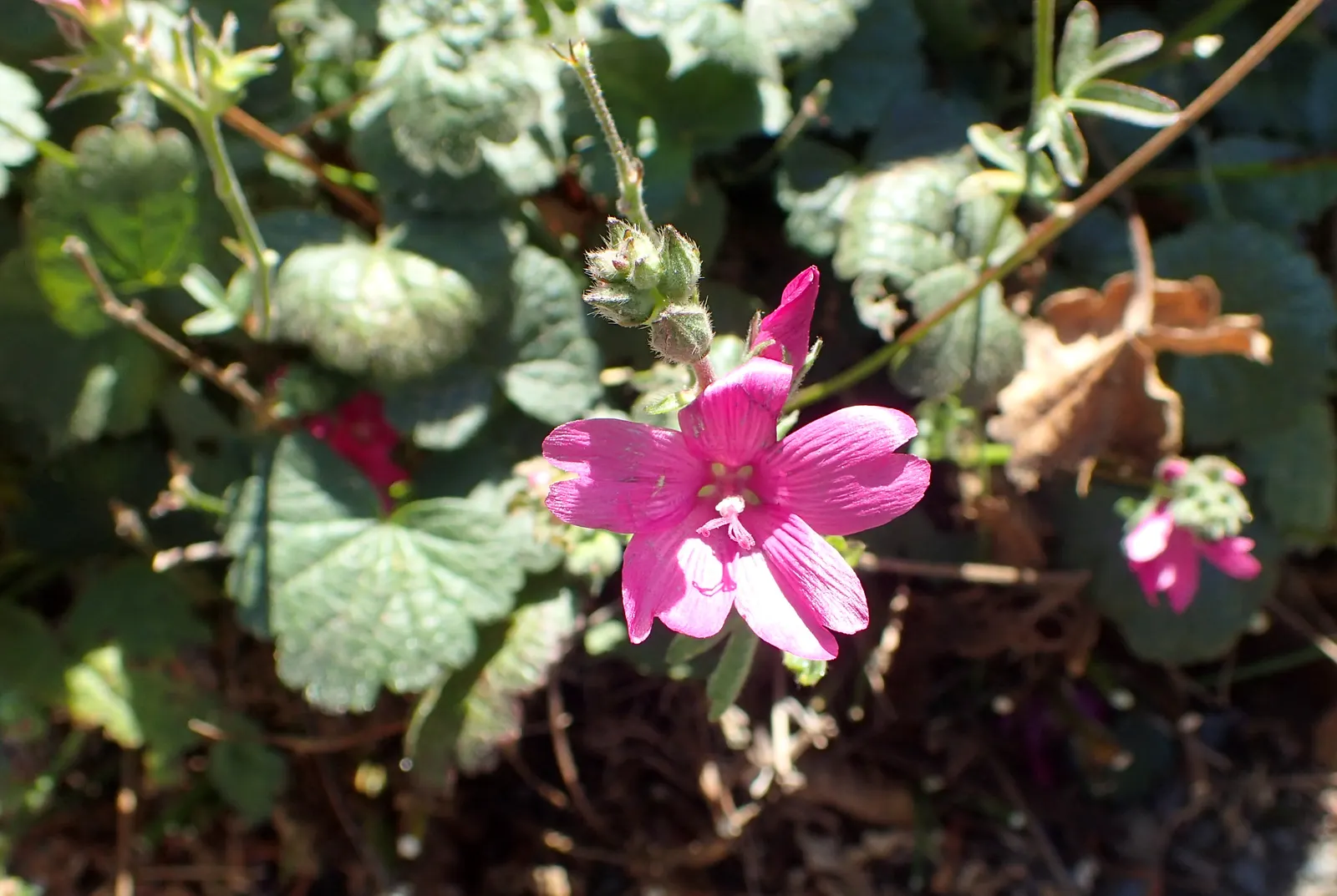 Checkermallow (Sidalcea Campestris) — Sidalcea campestris requires full sun to part shade and well-drained soil; commonly known as meadow checkermallow