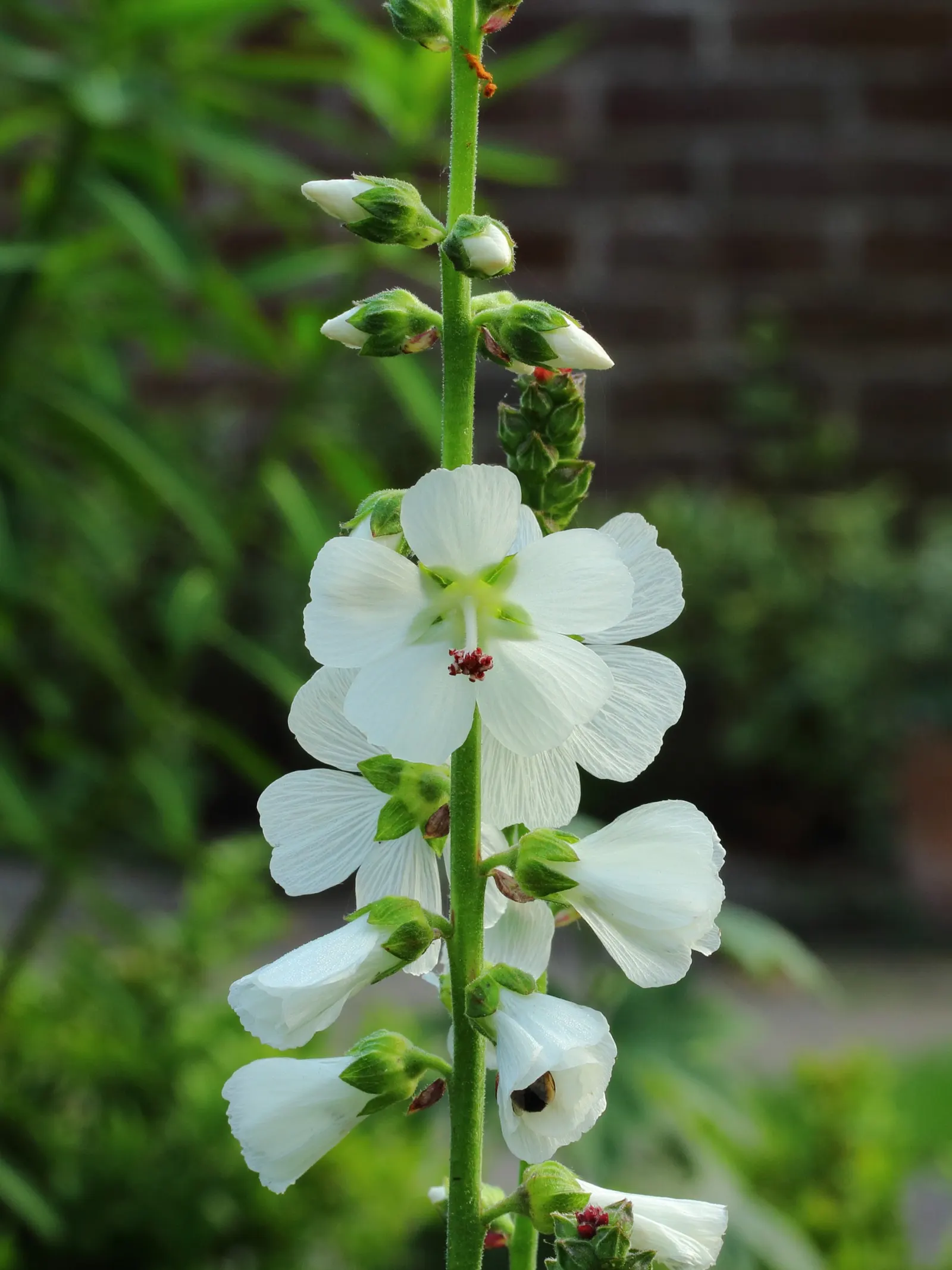 Checkermallow (Sidalcea Campestris) — is a charming perennial that brings a touch of whimsy to any landscape design