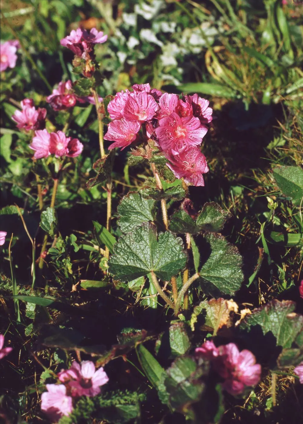 Checkermallow (Sidalcea Campestris) — the Checkermallow is a splendid addition to any landscape design