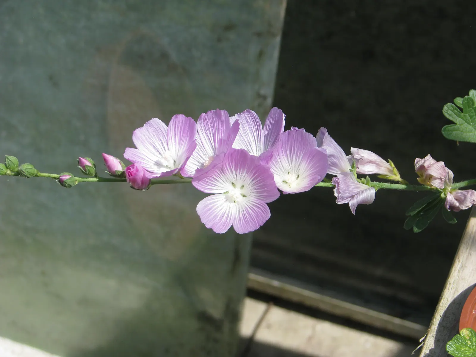 Checkermallow (Sidalcea Campestris) — Preferring full sun to part shade, it thrives in well-drained soil; pink and white flowers in the garden, image 85