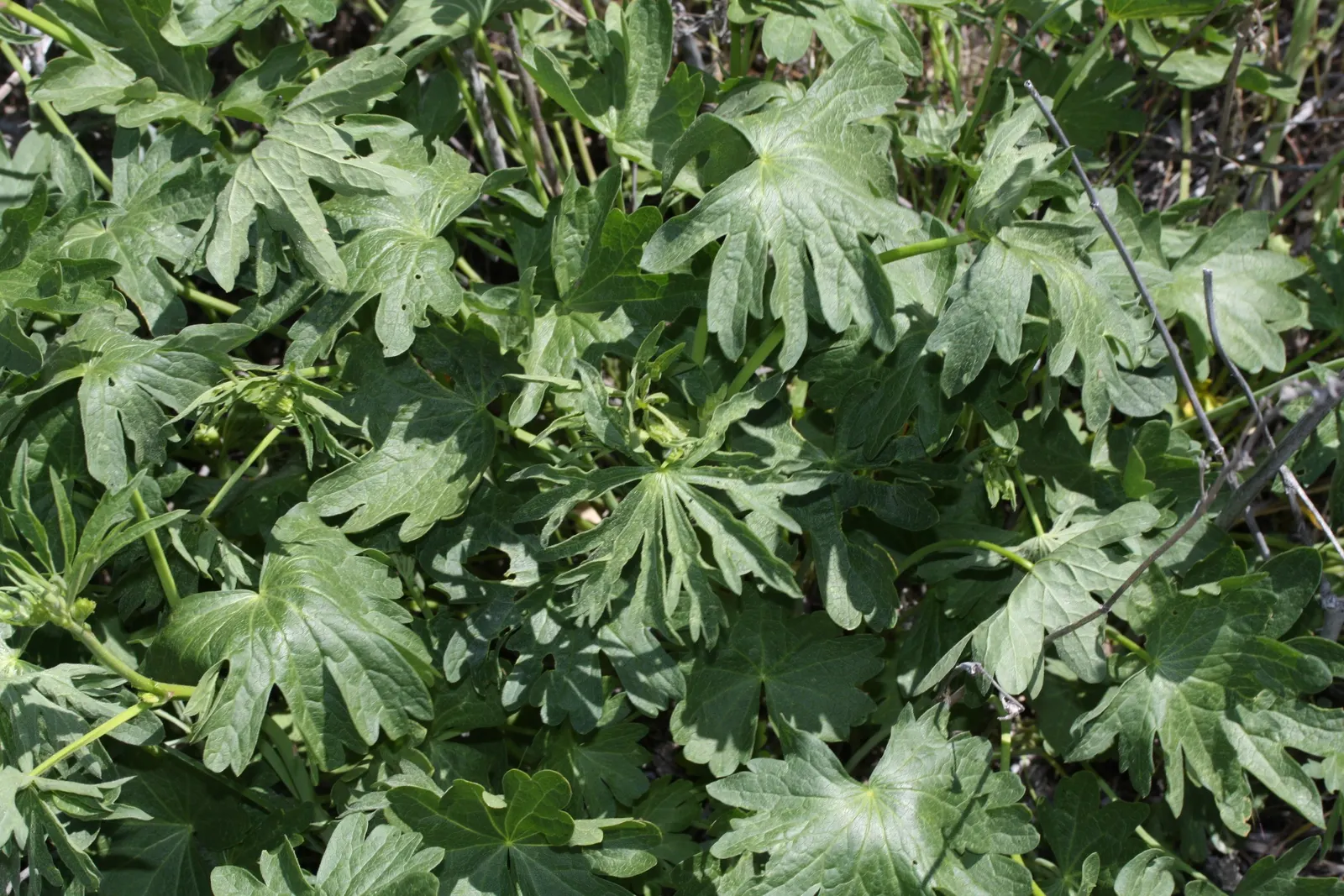 Checkermallow (Sidalcea Campestris) — perennial with pink and white blooms; they are relatively drought-tolerant once established, image 107