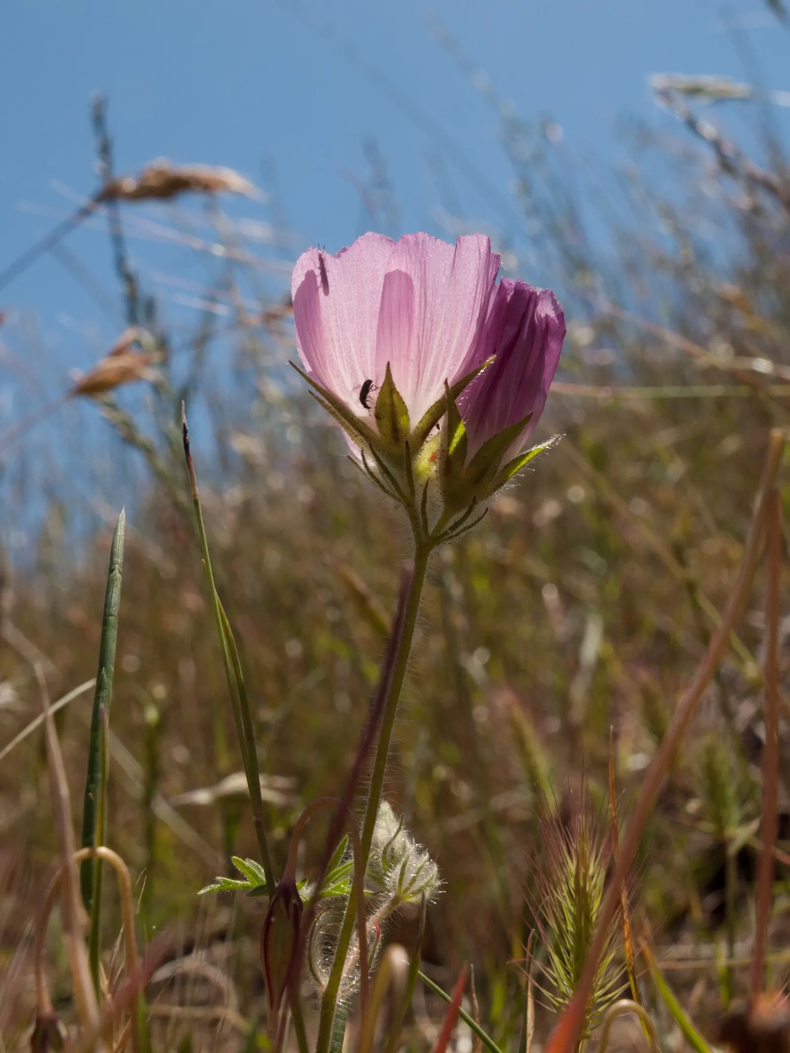 Checkermallow (Sidalcea Campestris) — is a charming perennial that brings a touch of whimsy to any landscape design, image 86
