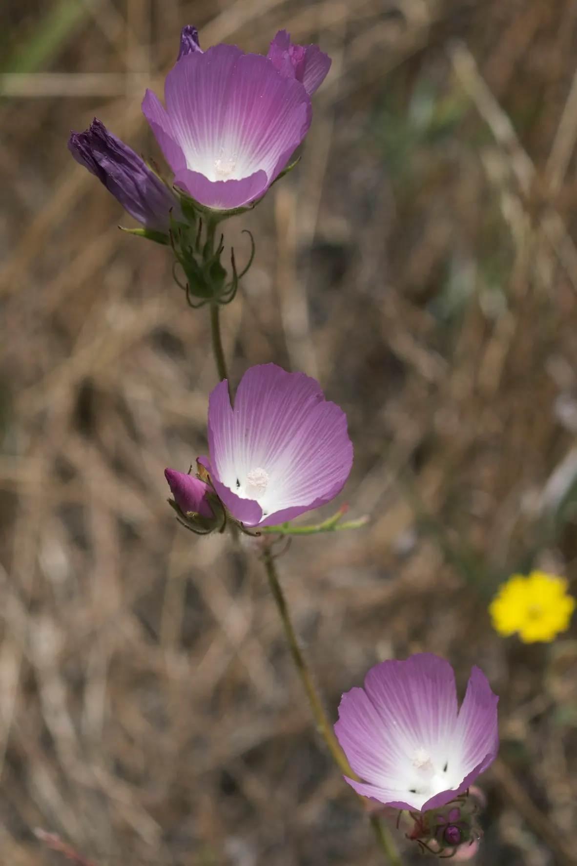 Checkermallow (Sidalcea Campestris) — typically grows to a modest height of 2 to 4 feet with a spread of 1 to 2 feet; perennial with pink and white, image 62
