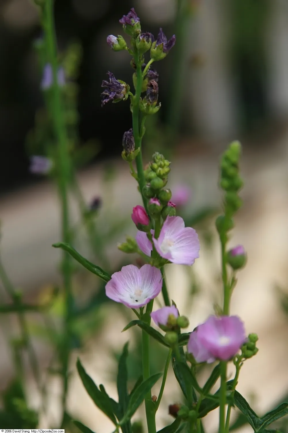 Checkermallow (Sidalcea Campestris) — consider mass-planting Checkermailows or using them as a border along walkways