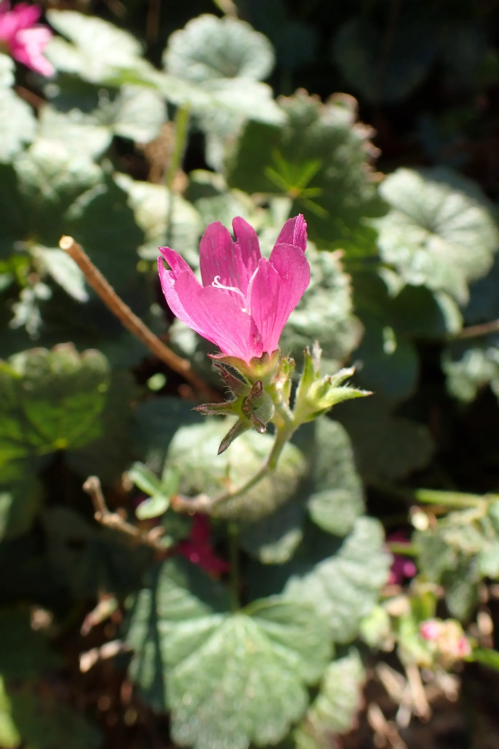 Checkermallow (Sidalcea Campestris) — This North American native; showcase a palette ranging from pale pink to rich magenta