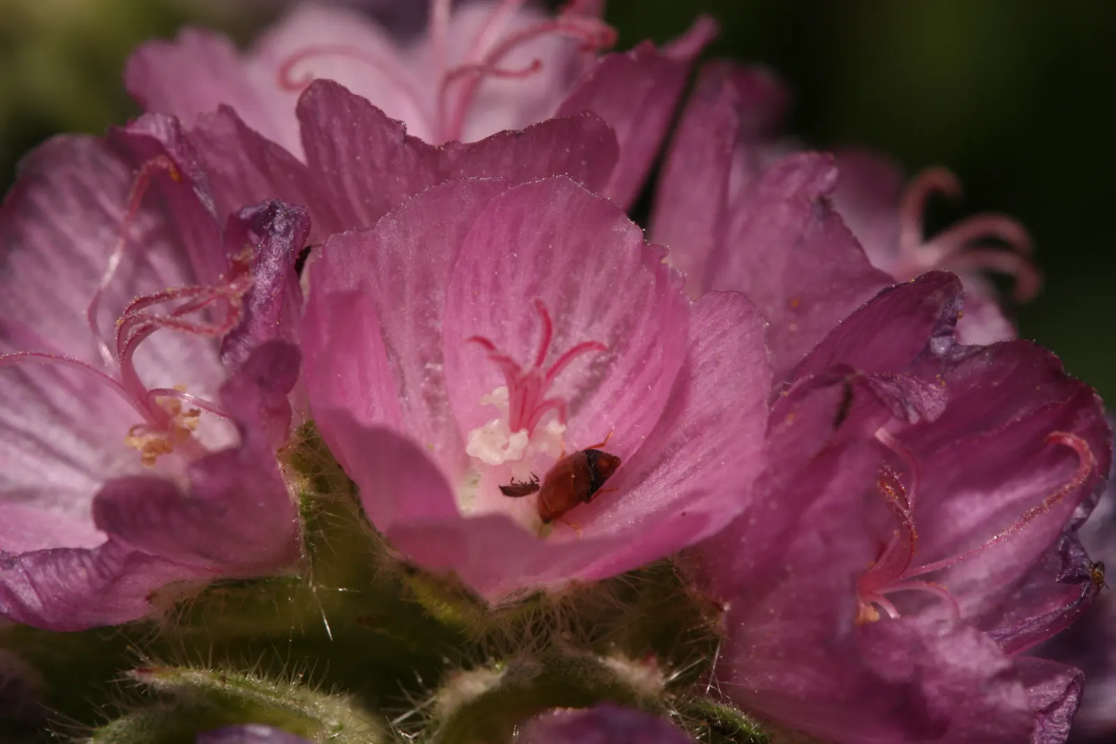 Checkermallow (Sidalcea Campestris) — They are relatively drought-tolerant once established; typically grows to a modest height of 2 to 4 feet with, image 98