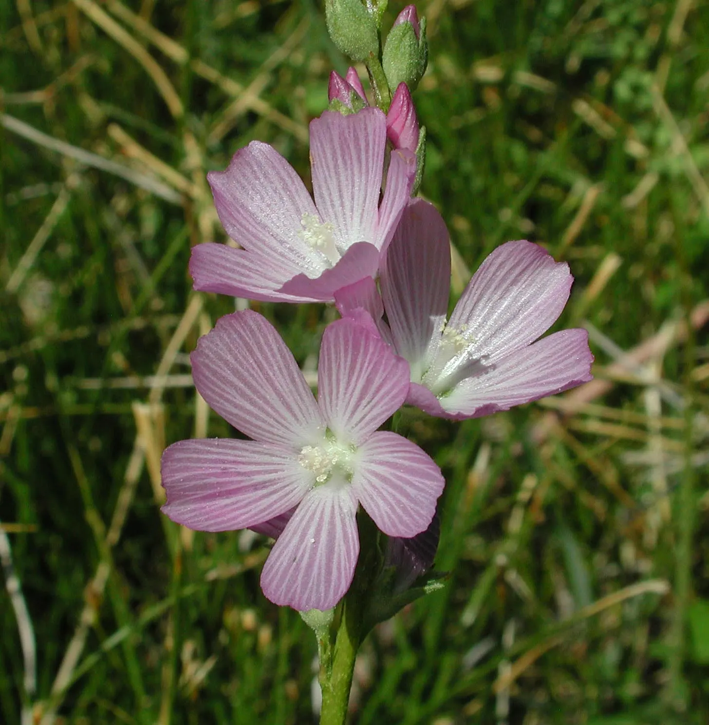 Checkermallow (Sidalcea Campestris) — hailing from the mallow family; consider mass-planting Checkermailows or using them as a border along walkways