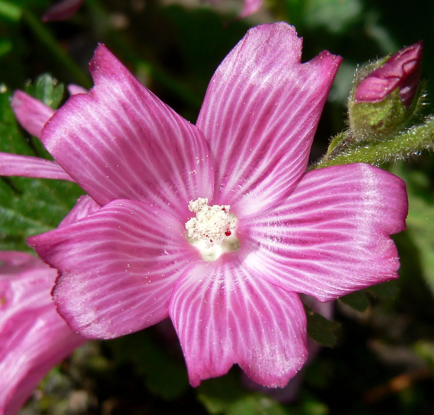 Checkermallow (Sidalcea Campestris) — This display not only adds a burst of color to your garden but also attracts a variety of pollinators, image 41