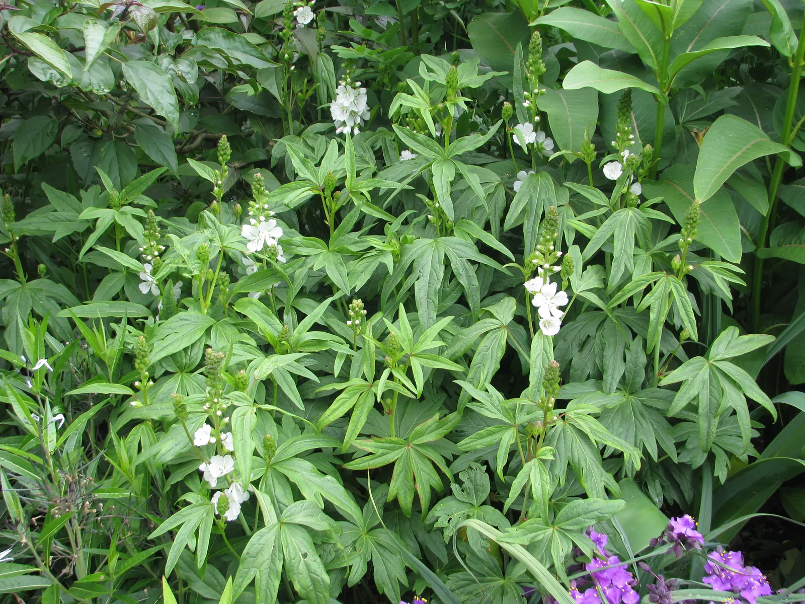 Checkermallow (Sidalcea Campestris) — is a herbaceous perennial boasting showy pink to lavender hibiscus-like flowers in summer; which measure, image 83