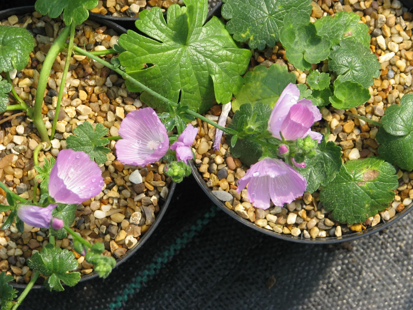 Checkermallow (Sidalcea Campestris) — With its delightful blooms and ease of care; sidalcea campestris requires full sun to part shade and well-drained soil