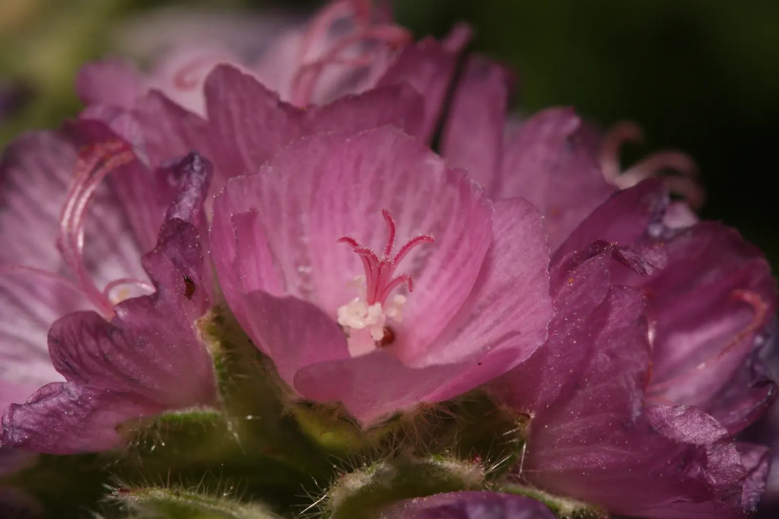 Checkermallow (Sidalcea Campestris) — is a charming perennial that brings a touch of whimsy to any landscape design, image 59