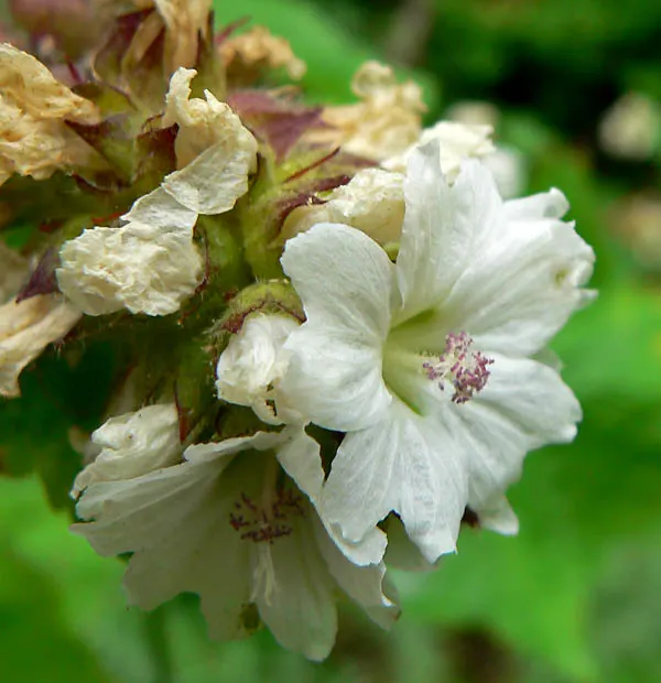Checkermallow (Sidalcea Campestris) — To encourage a more prolific second bloom, deadheading the initial flowers may be beneficial