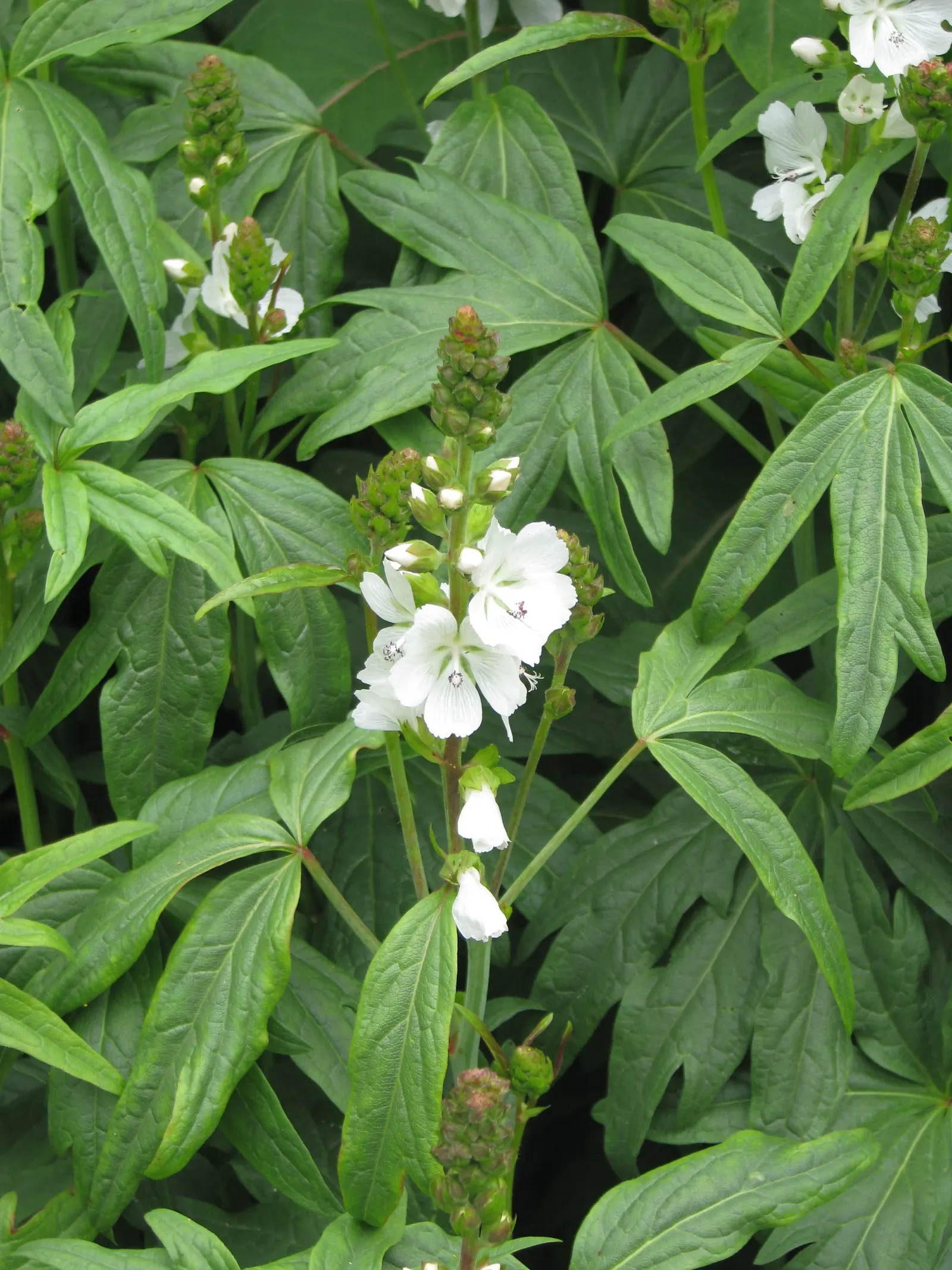 Checkermallow (Sidalcea Campestris) — the Checkermallow is a splendid addition to any landscape design, image 50