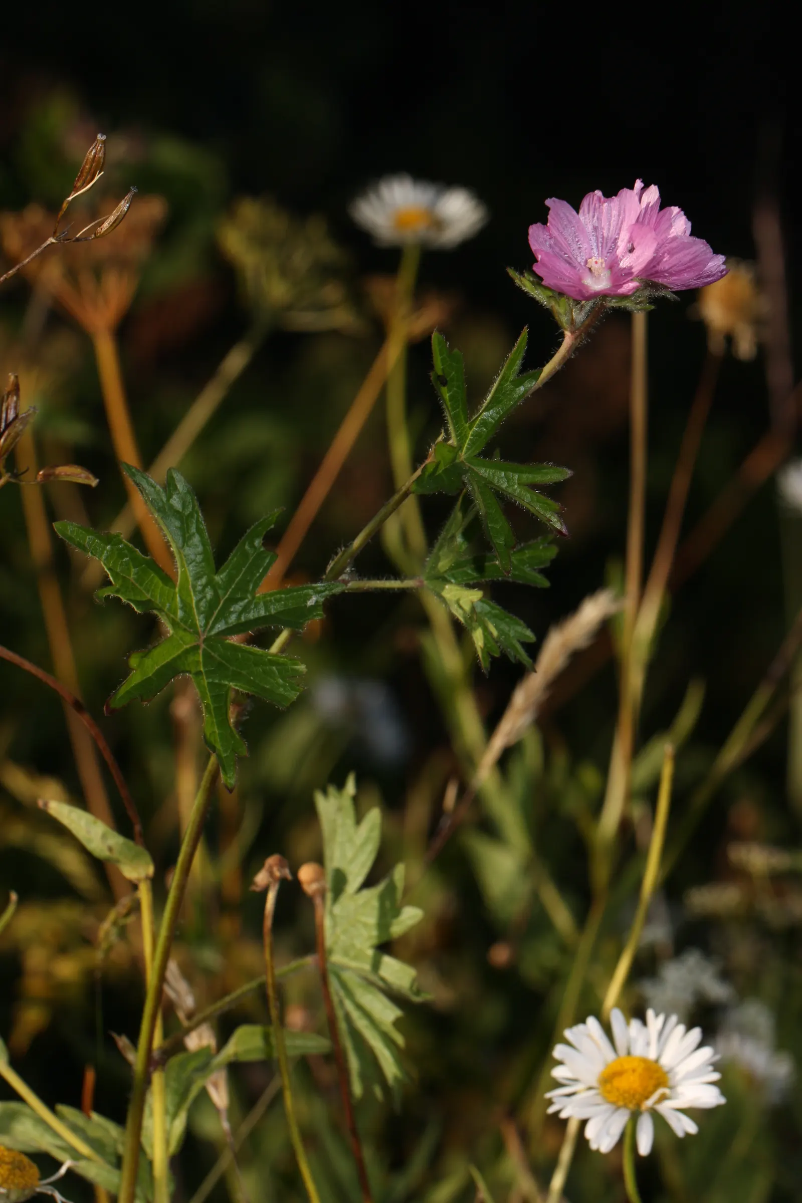 Checkermallow (Sidalcea Campestris) — Its upright form is graced by lobed leaves at the base